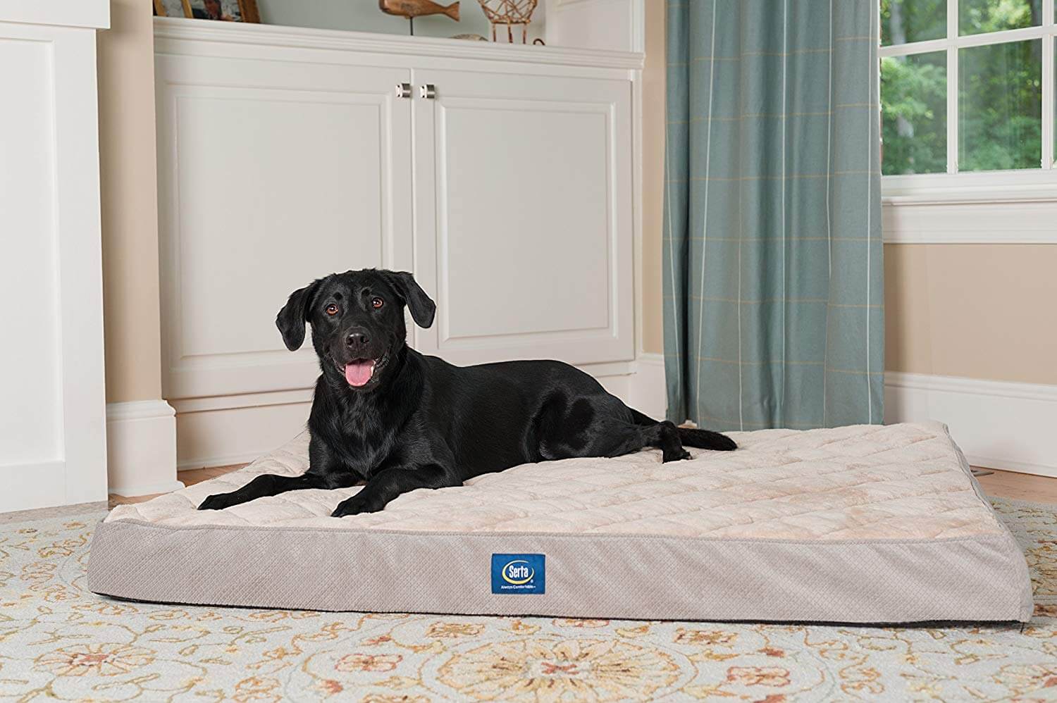 The Best Large Dog Beds In 2019 | VetsRecommend